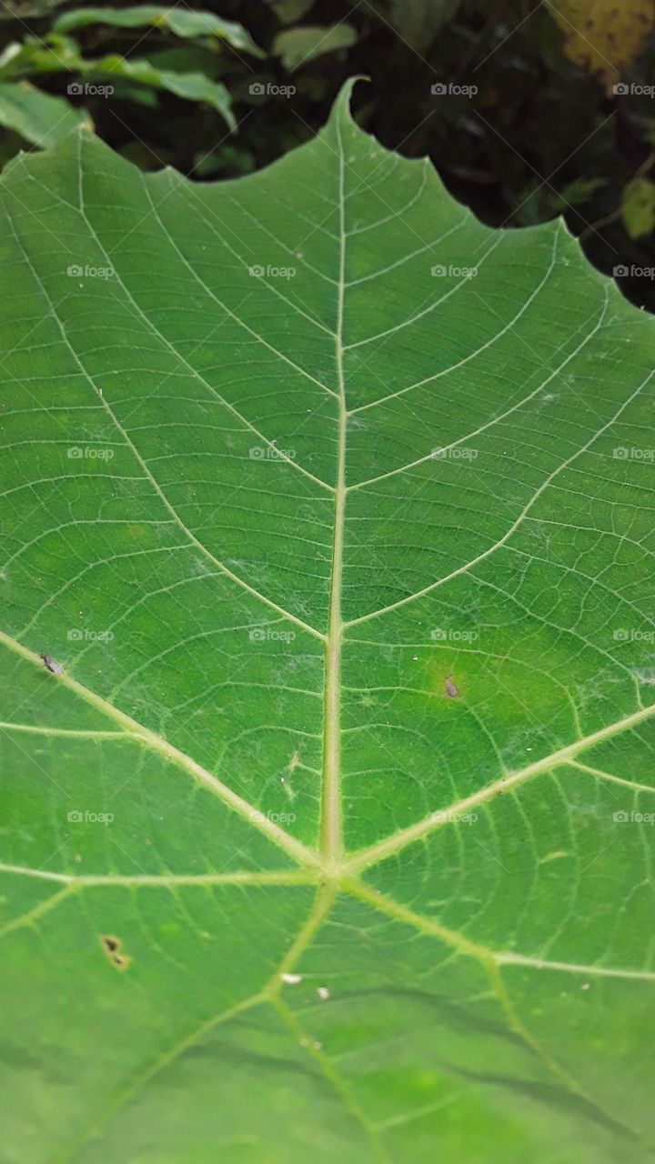 green leaf