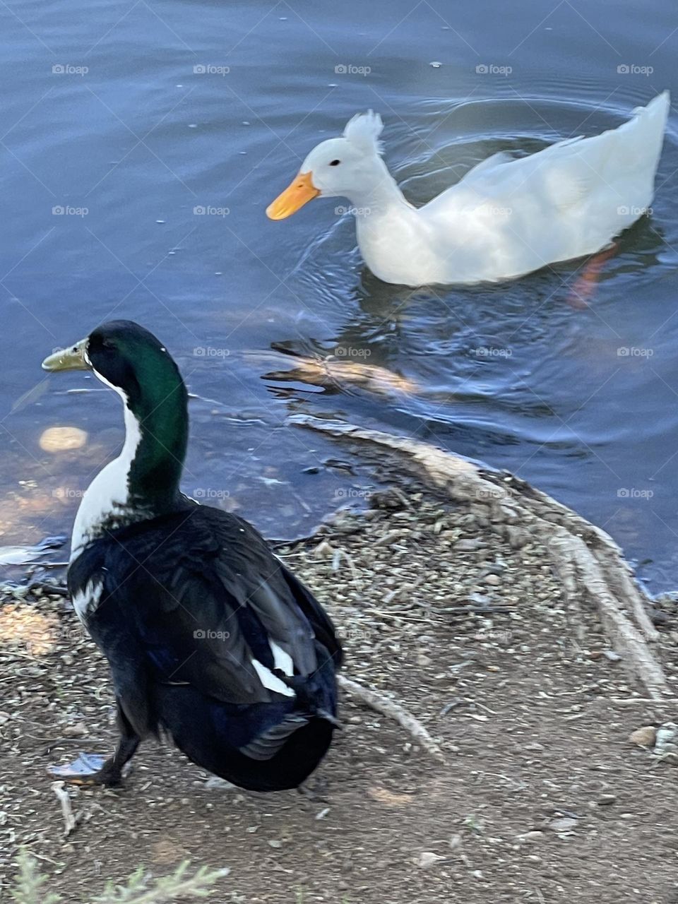 Love is in te earth 🌍