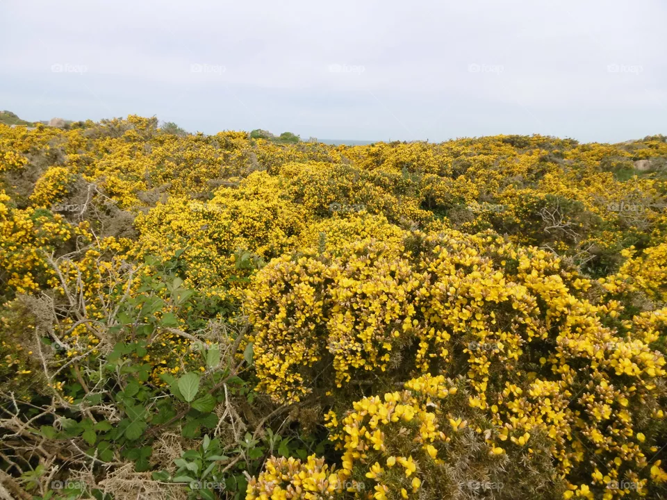 landscape of Britanny