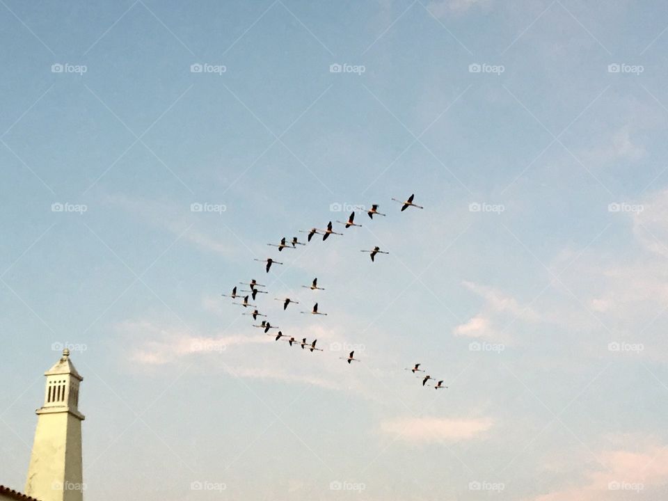 Flamingos flight in early morning