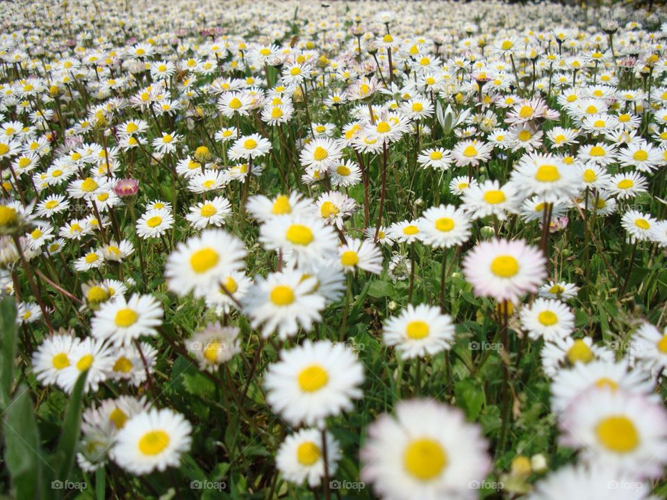 White daisies on the grass