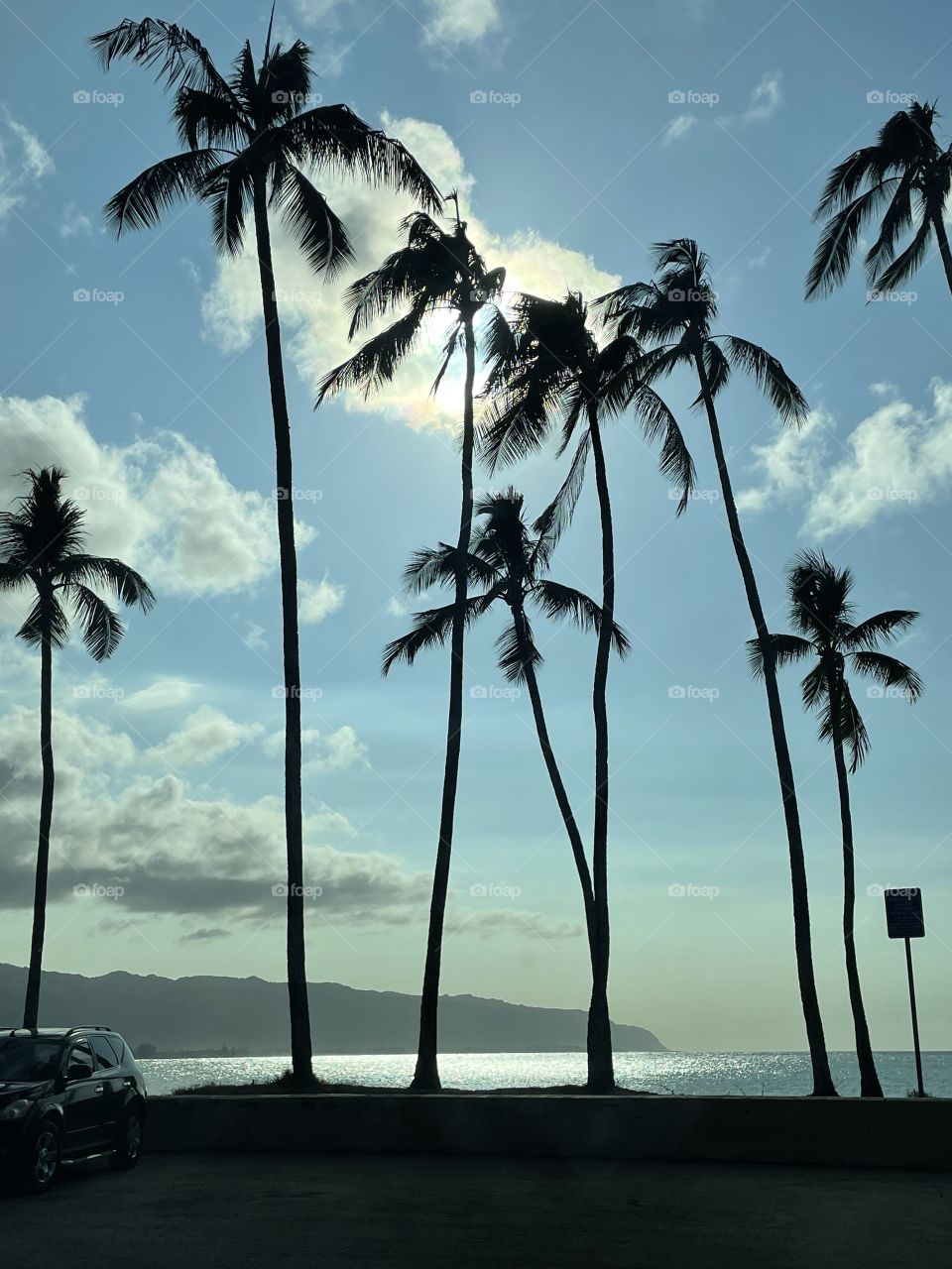 Palm trees at Pua’ena Point