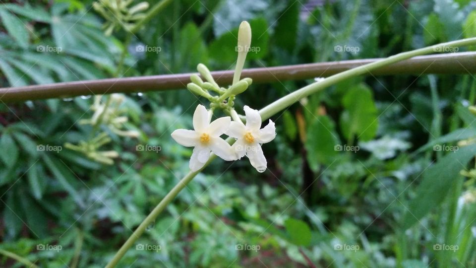 papaya flower