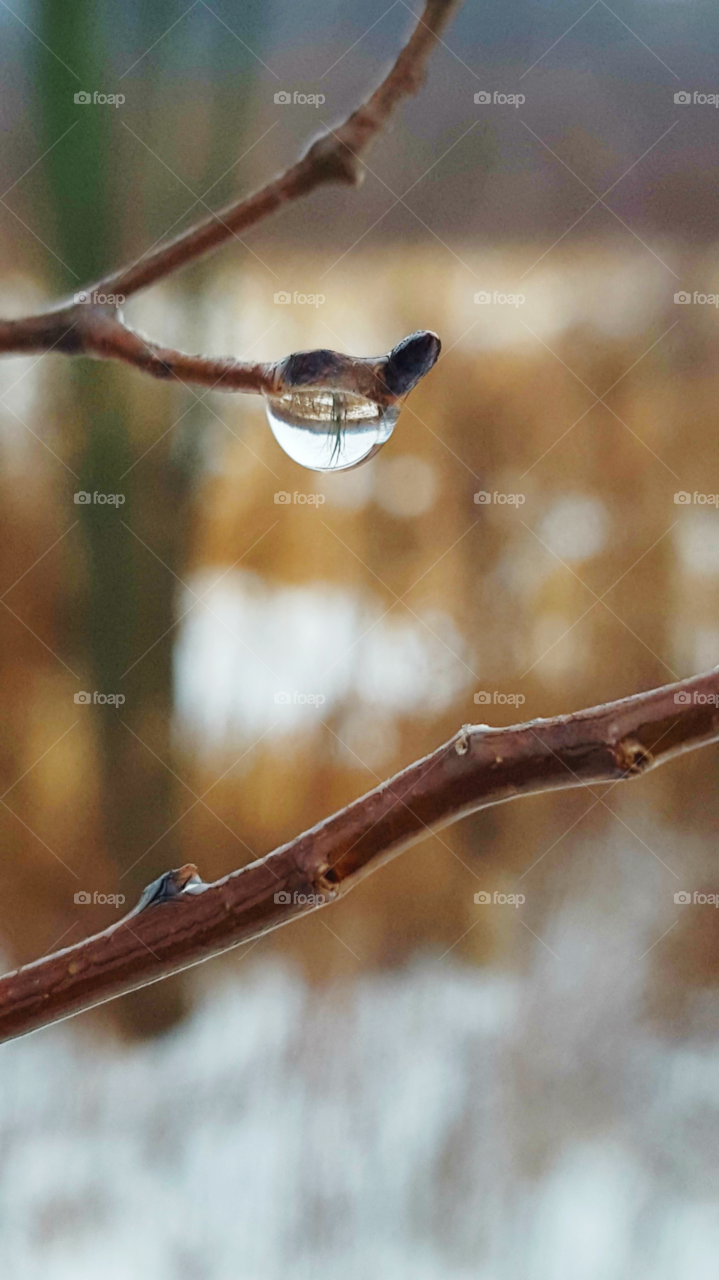 A droplet on a tree after the snow