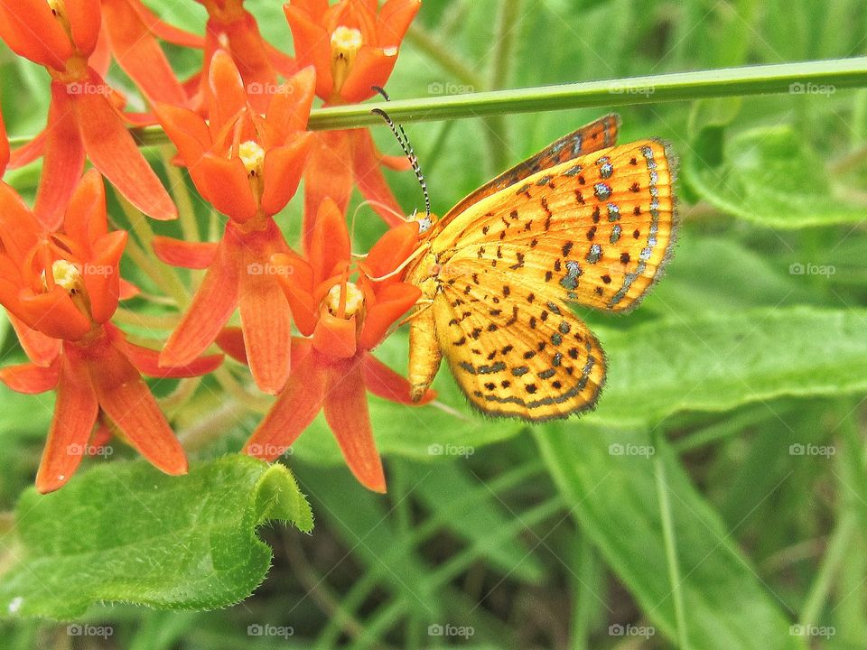 butterfly on flower