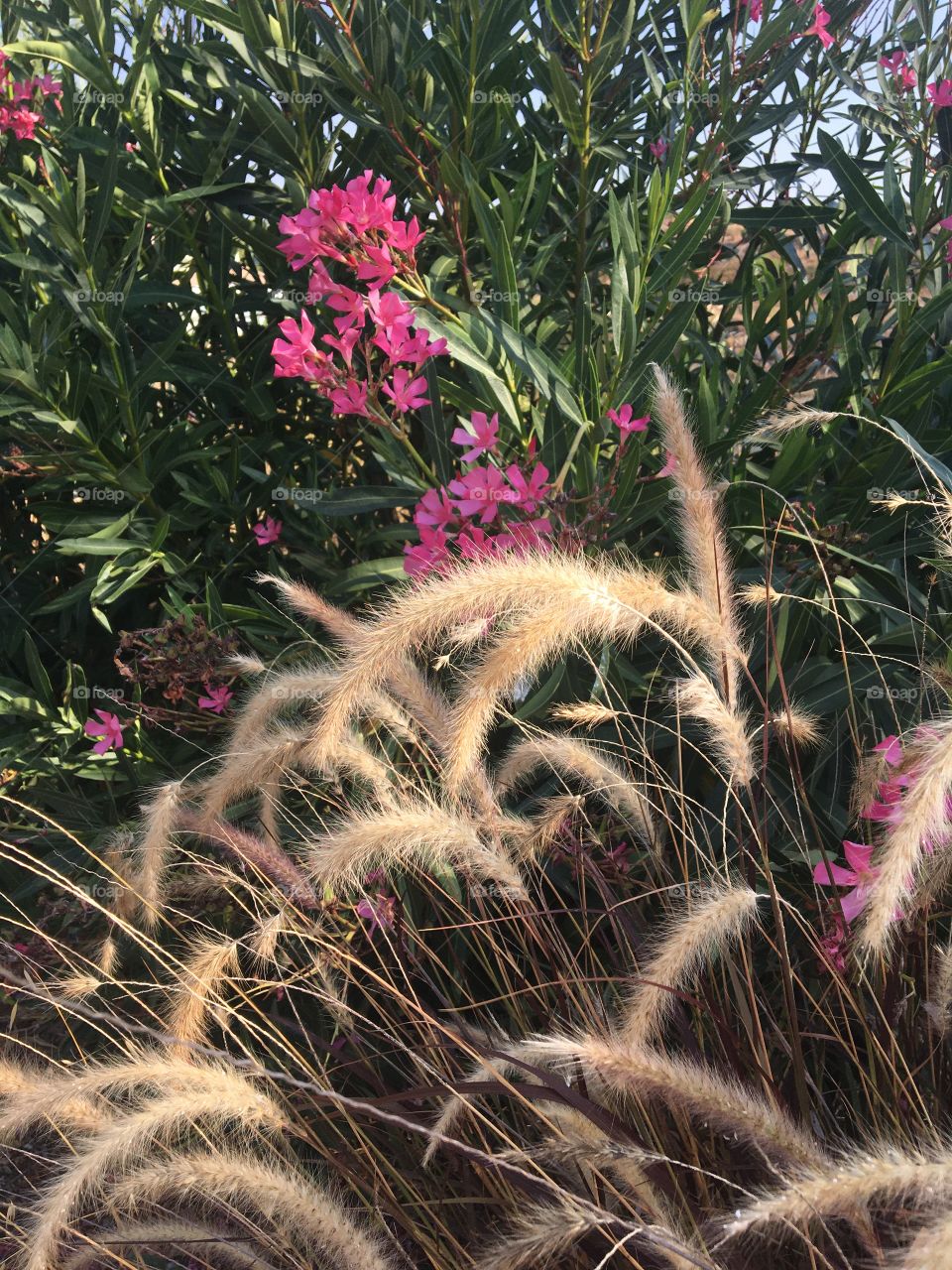 Grass and oleander