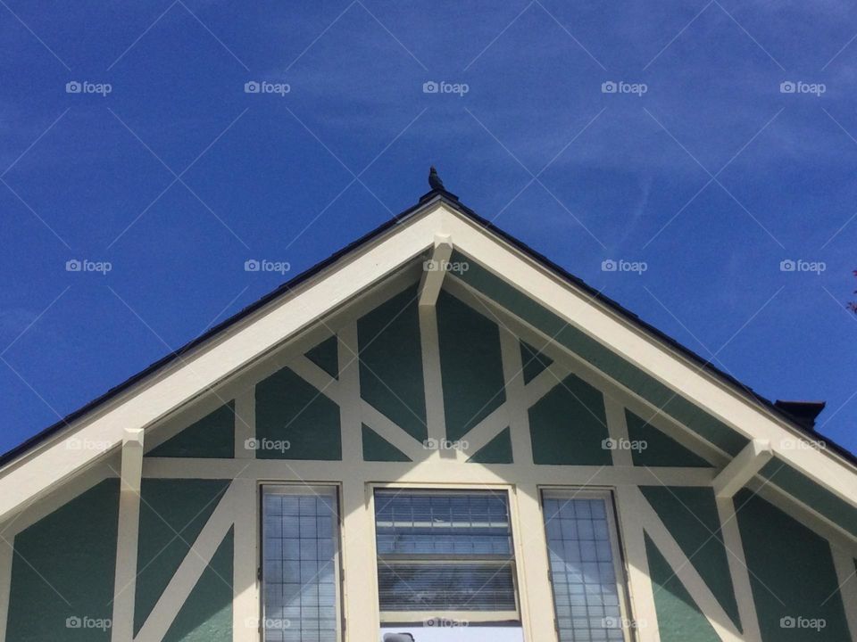 A Stellar's Jay on the Roof