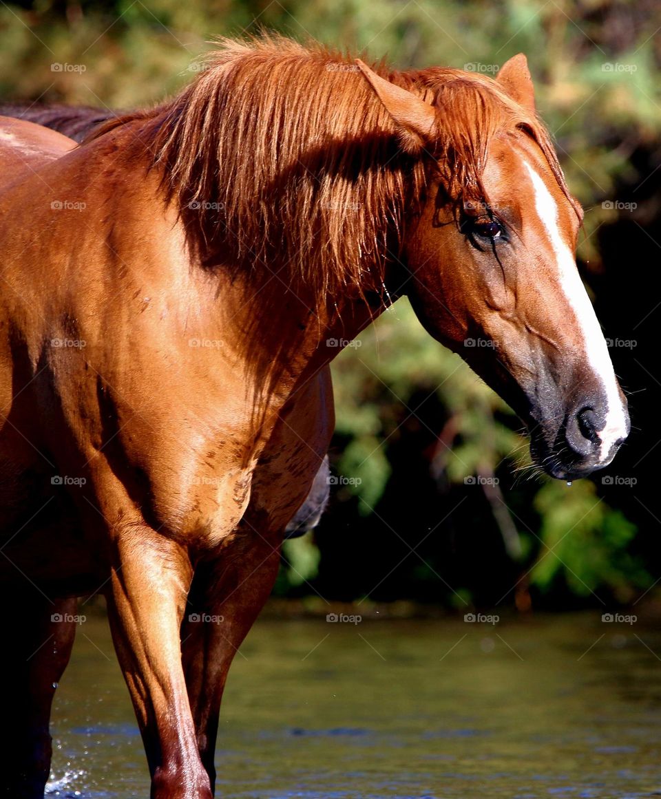 Portrait of a Wild Horse