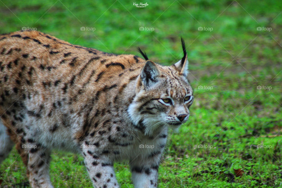 The Lynx