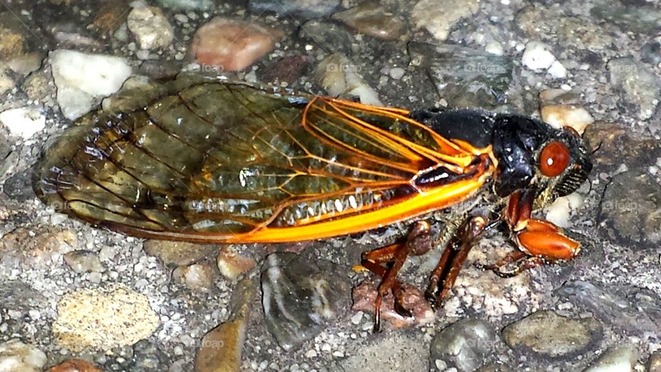 cicada