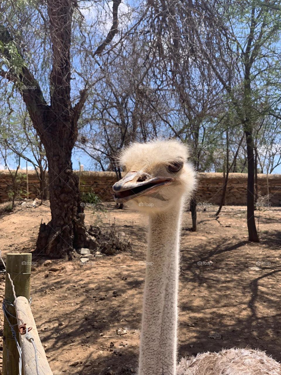 Inquisitive ostrich taking a peak at the group of strange creatures venturing near its enclosure.