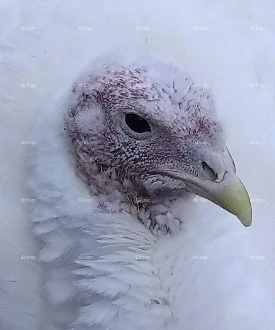 Turkey huddled in a fluff of feathers
