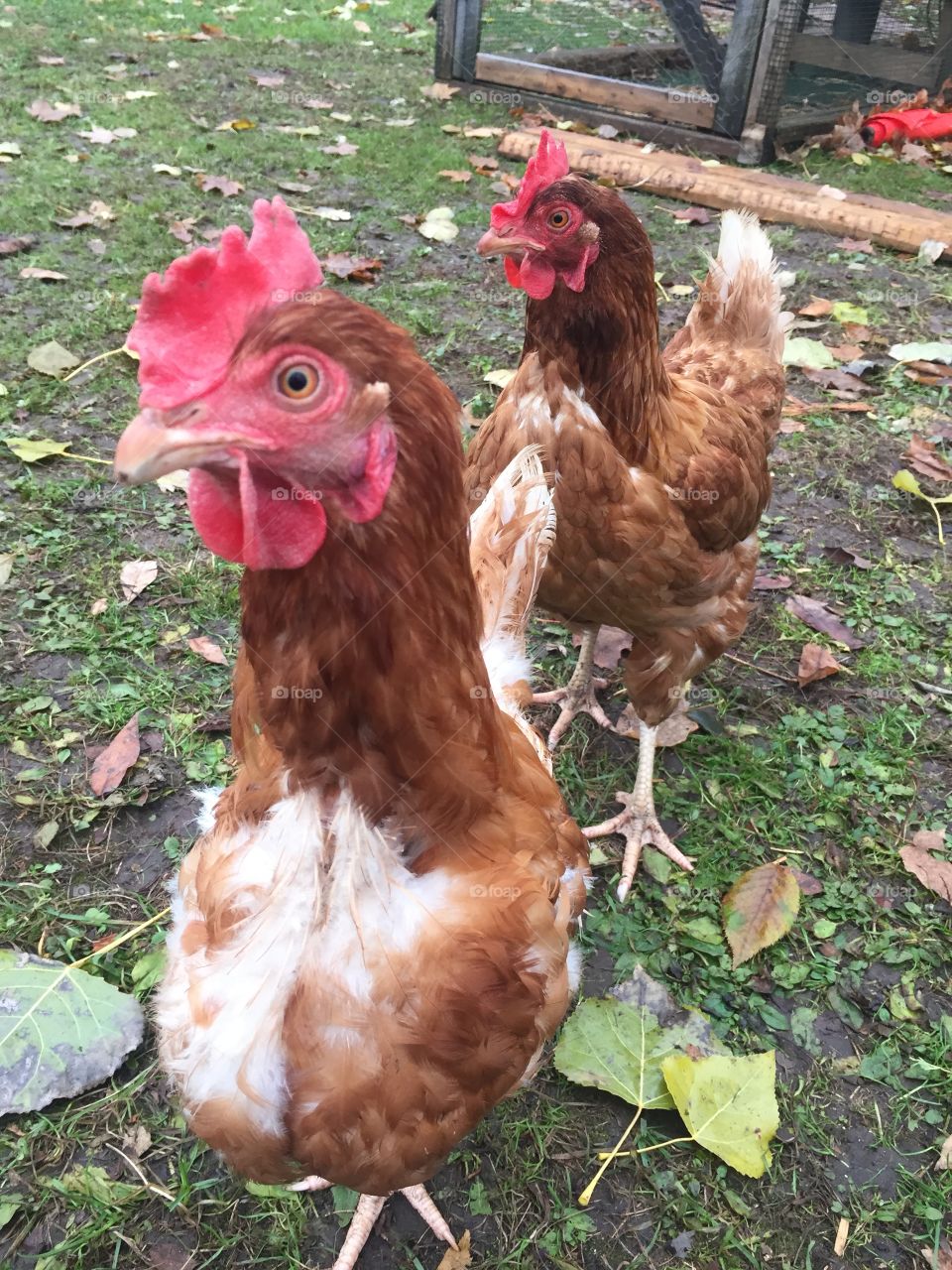 Curious Chickens