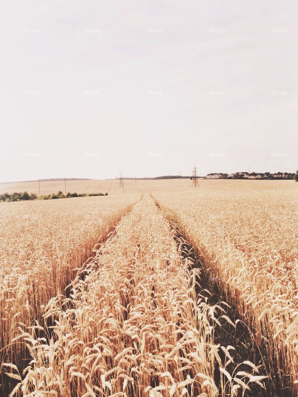 Fields so gold