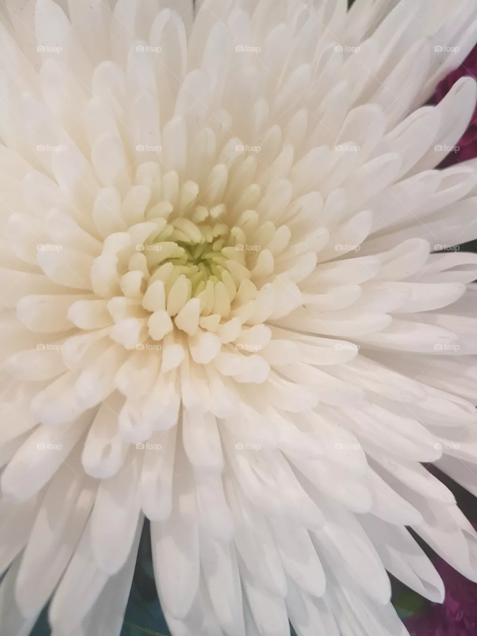 White flower