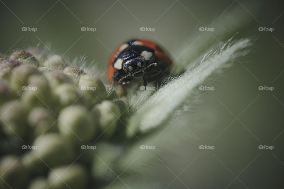 Insect macro