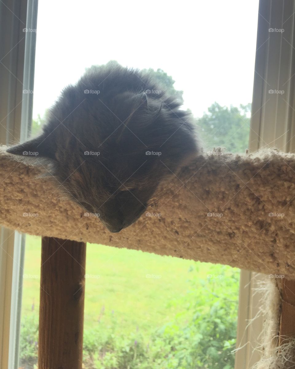 Window, Mammal, Portrait, Cat, Daylight