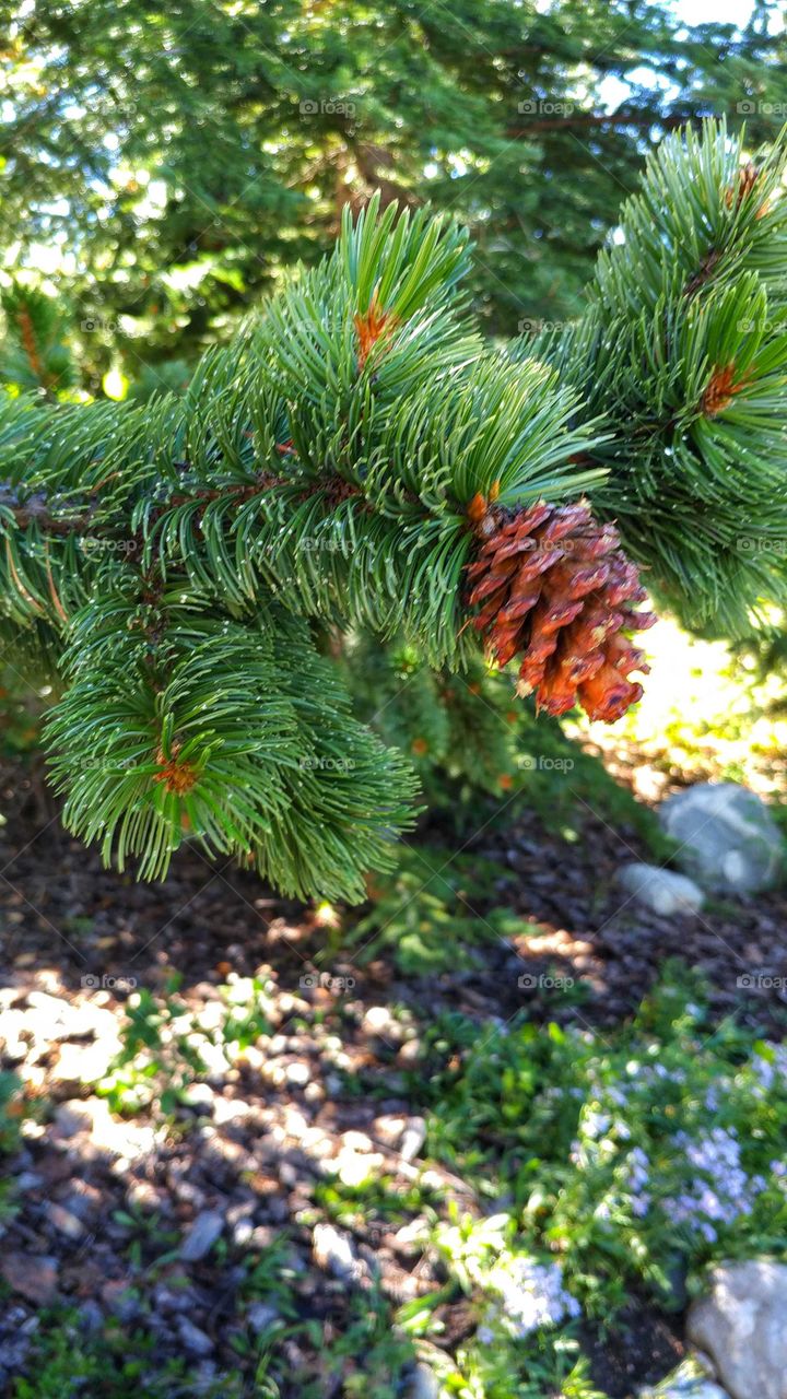 Evergreen pine cone dazzles in the sunlight.