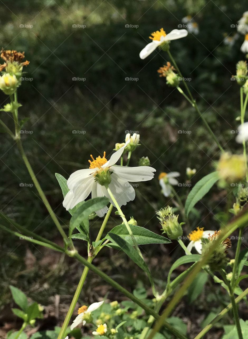 Wildflower 