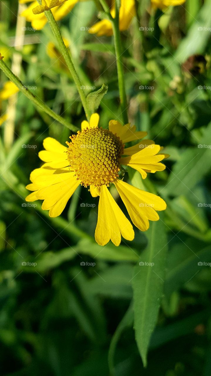 petals falling off a flower