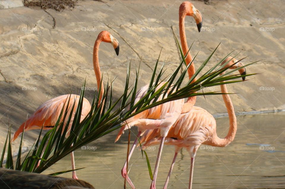 Pink flamingo 🦩🦩🦩