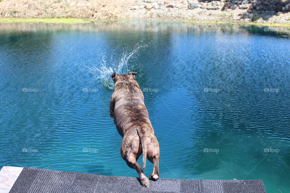 dock jumping pitbull