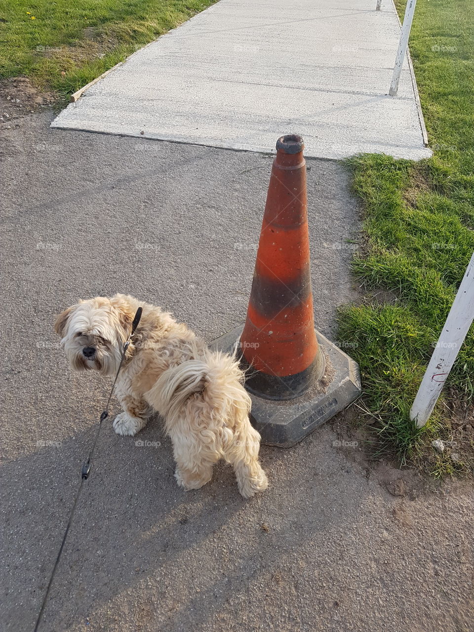 Pavement, Road, Street, Dog, Asphalt