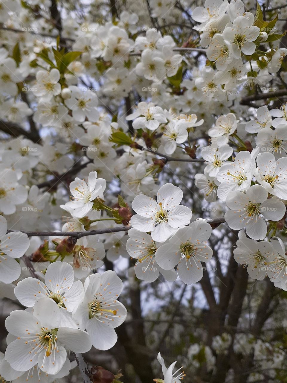 Photo of a white cherry blossom in a country garden