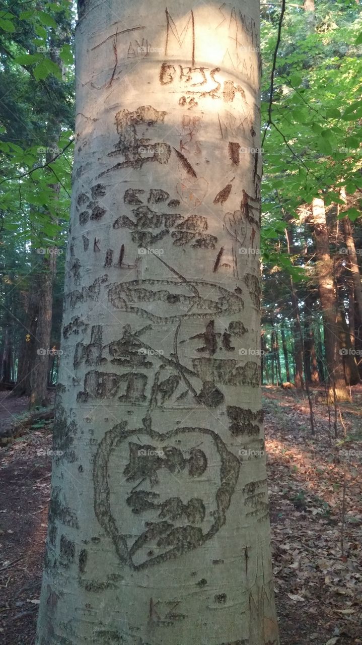 Tree Tattoos