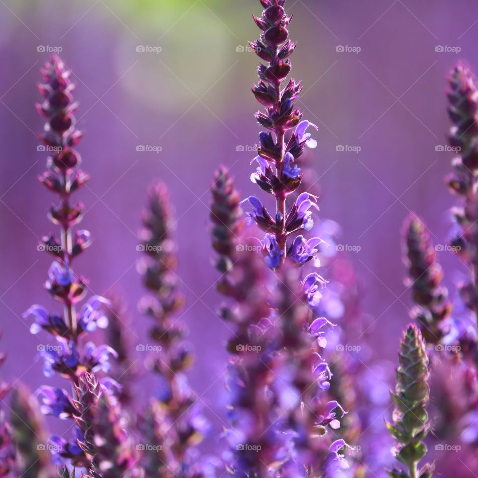 Close-up of purple flowers