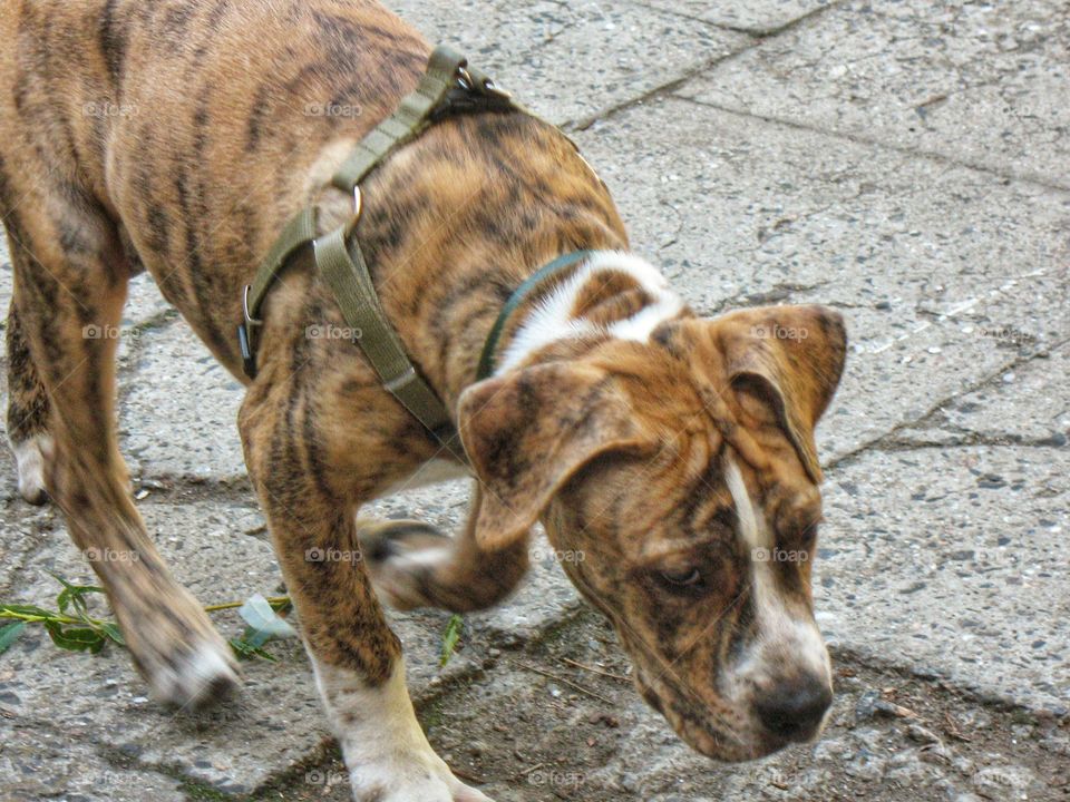 puppy pit bull щенок питбуля