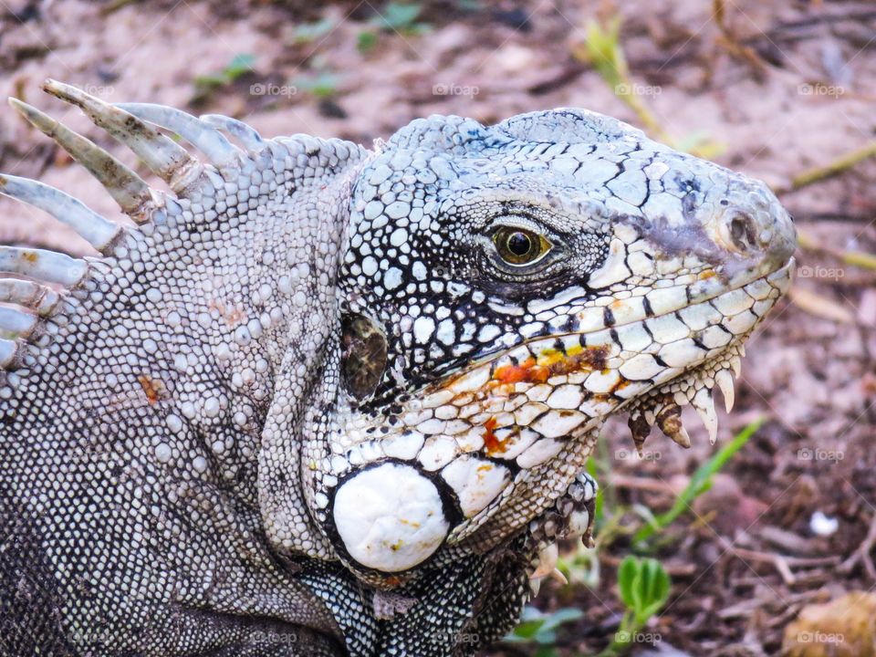 Gray iguana