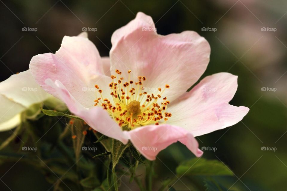 macro shot of a pink flower 