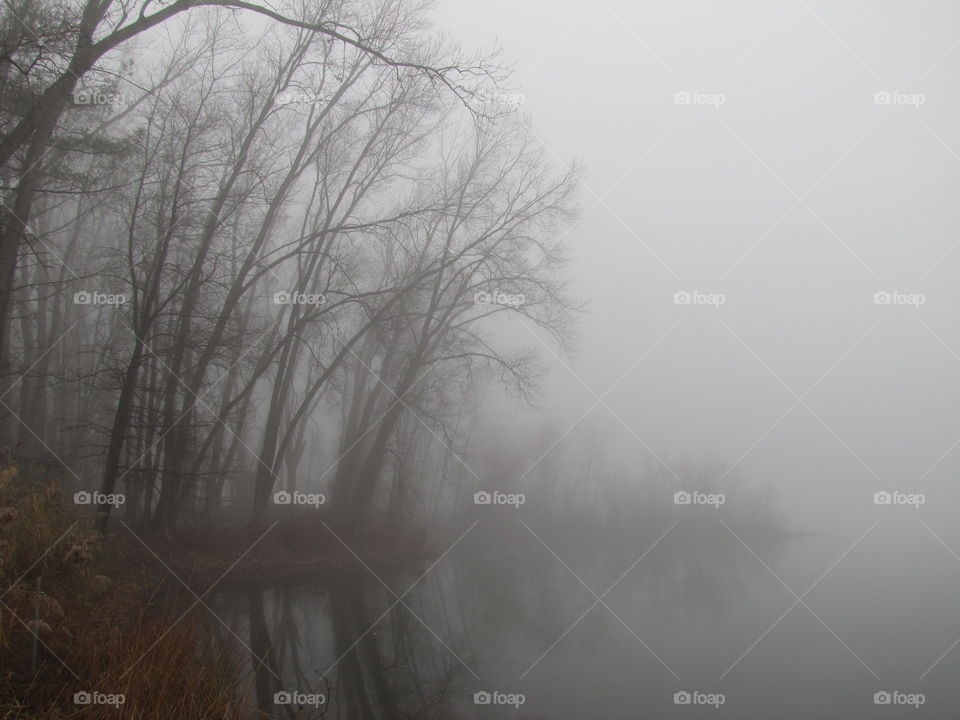 Woodland Lake in the fog
