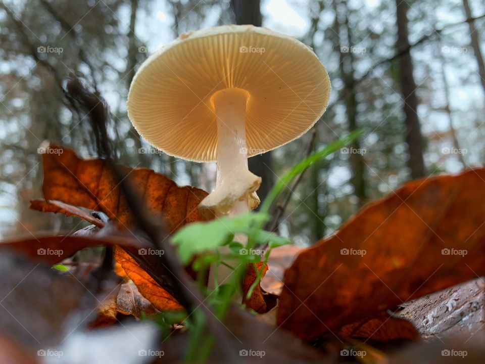 Light shining through a mushroom