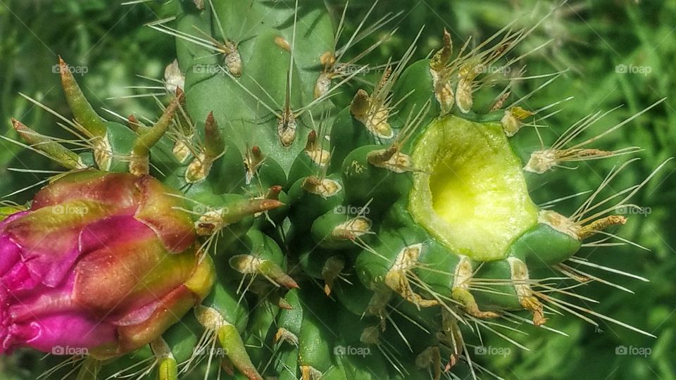 Yucca Cactus and Flower