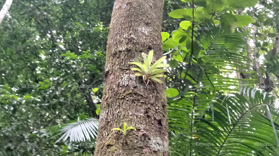 Bromélias Mata Tronco