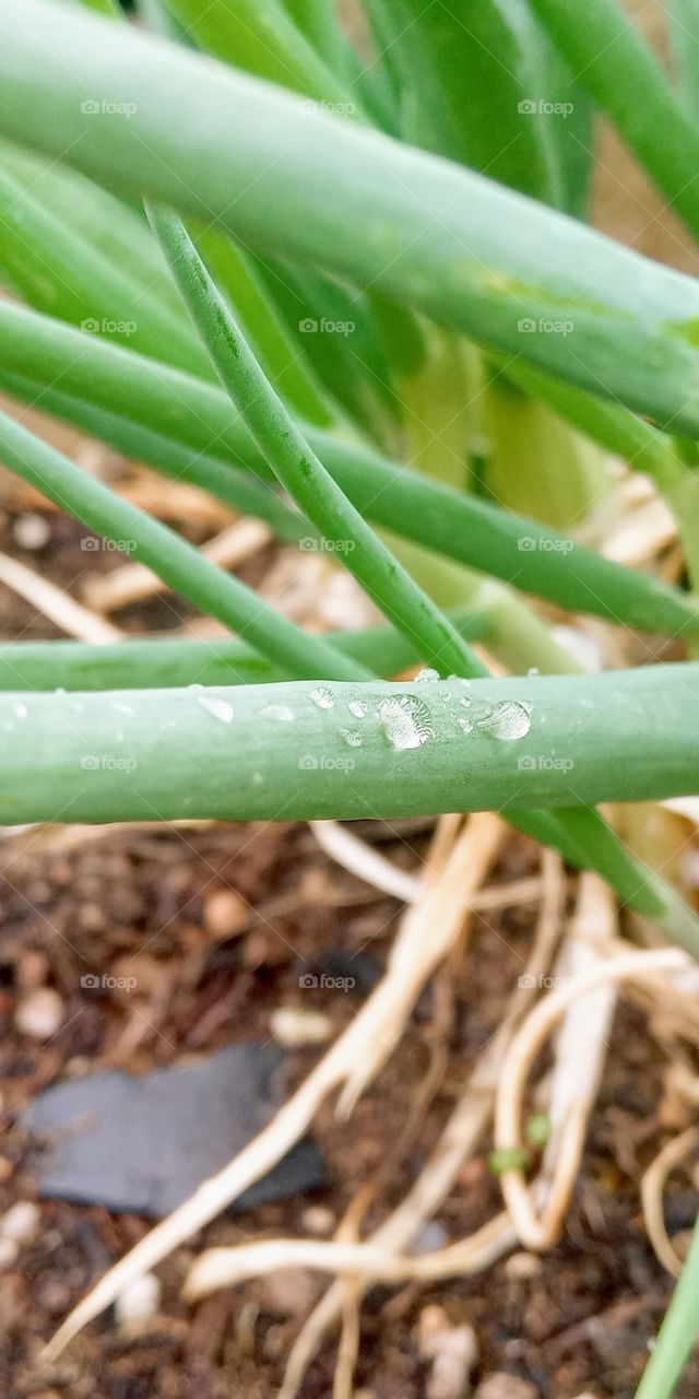 rain drops on the onions leaf.