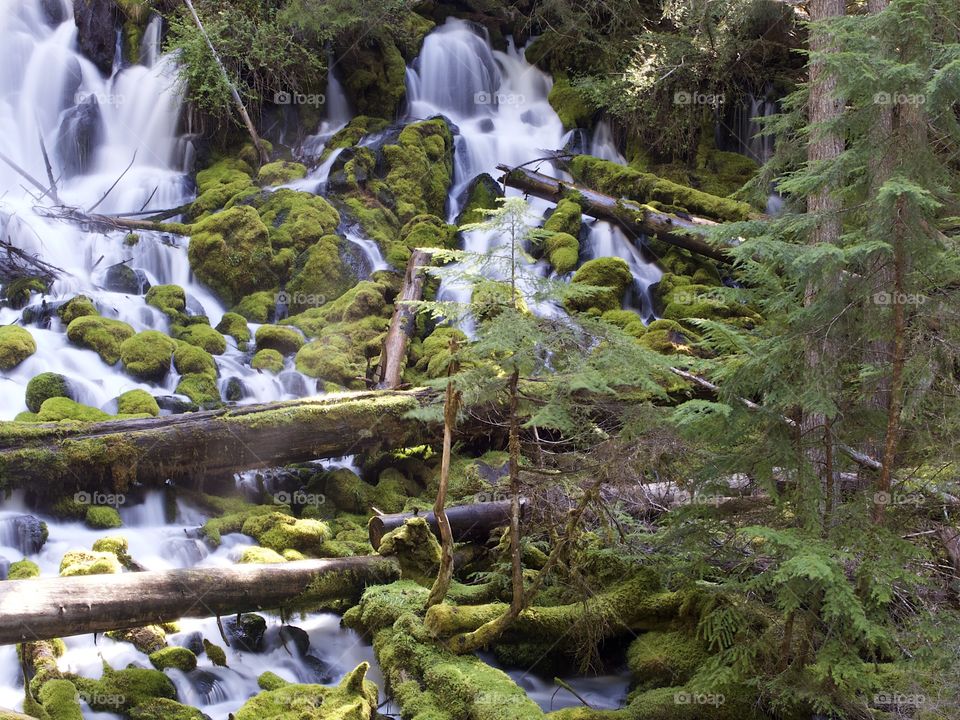 The mountain cold and fresh waters of Clearwater Falls rushing over moss covered rocks and slick wet logs on a sunny spring morning in Southwestern Oregon. 