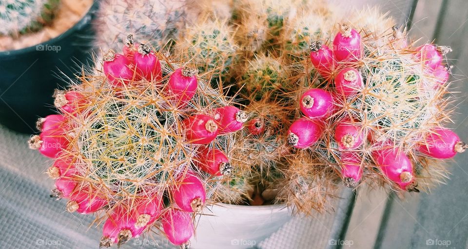 cactus. beautiful flower.