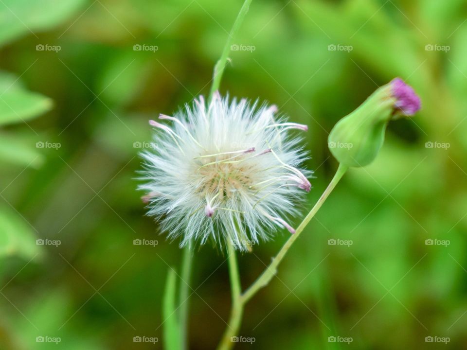 Dandelion