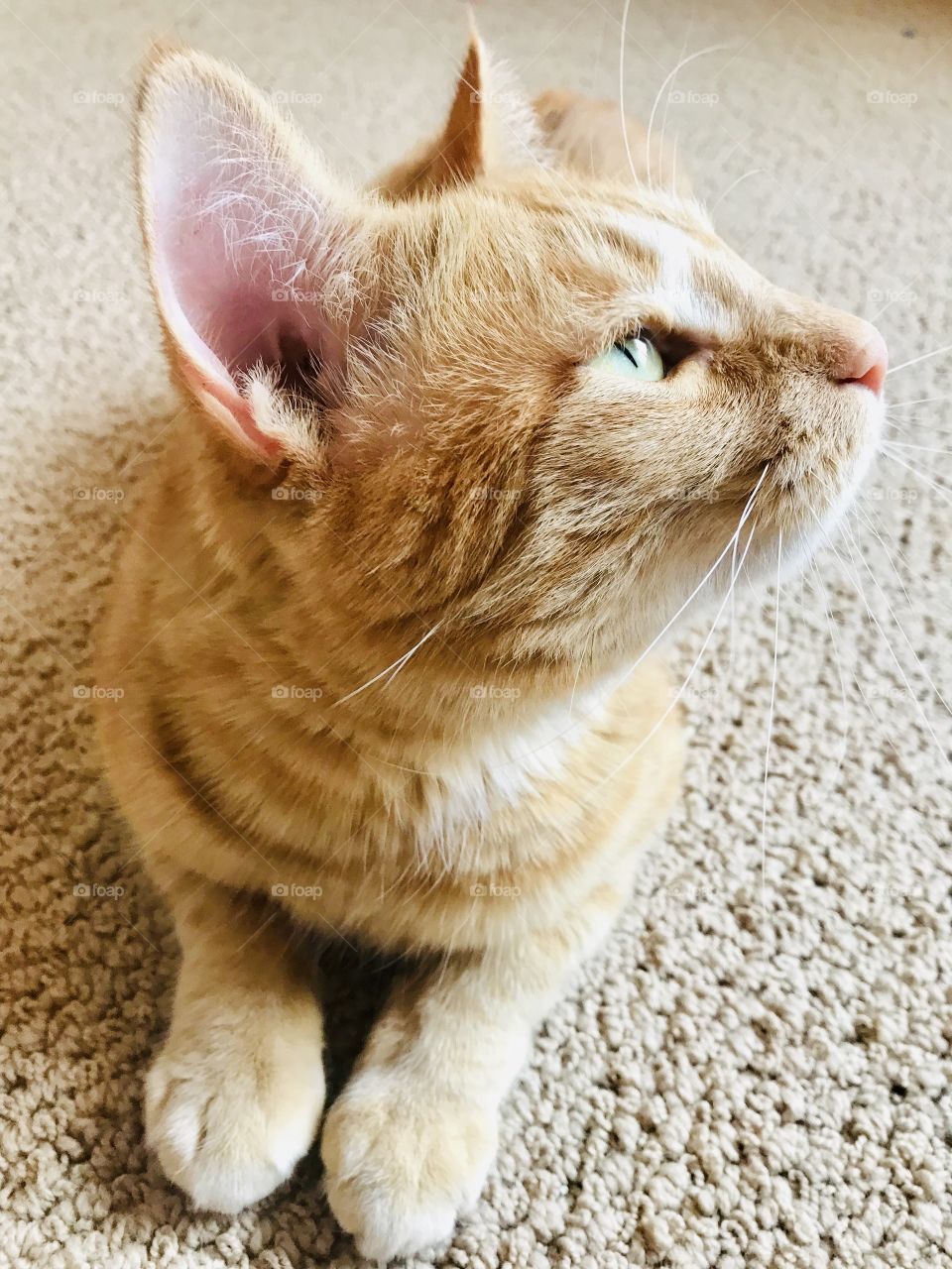 Sweetest orange tabby cat getting his glam shots for the day, and seems to be enjoying it! 