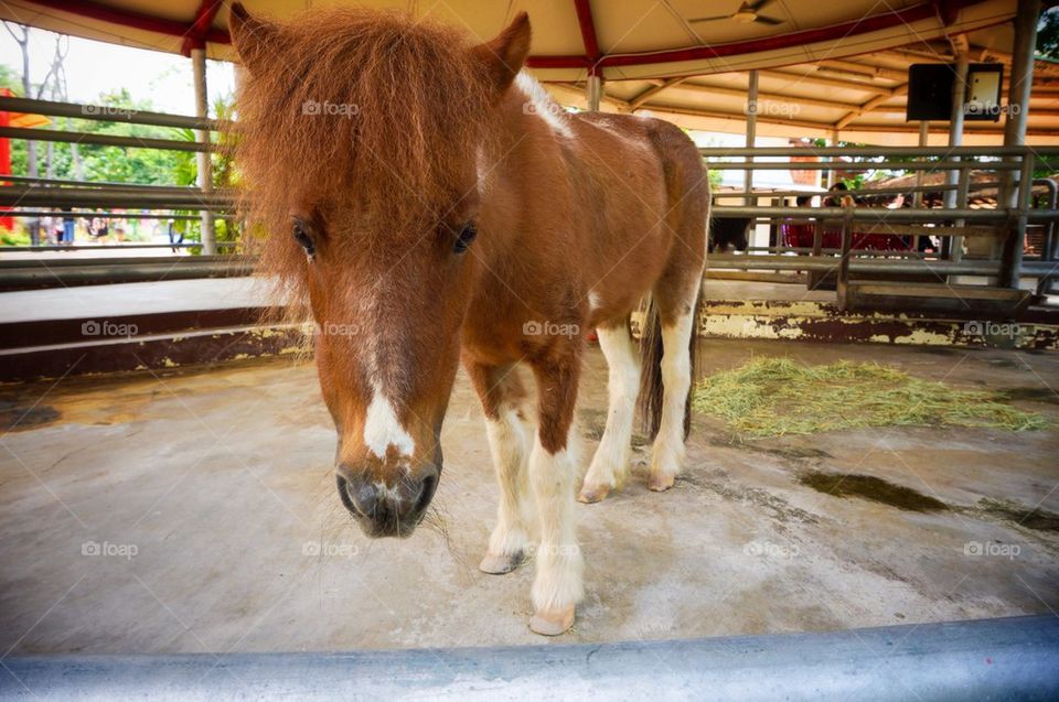 Brown horse in a barn