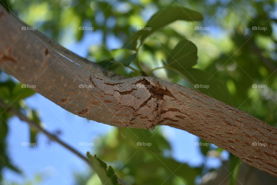 Tree bark