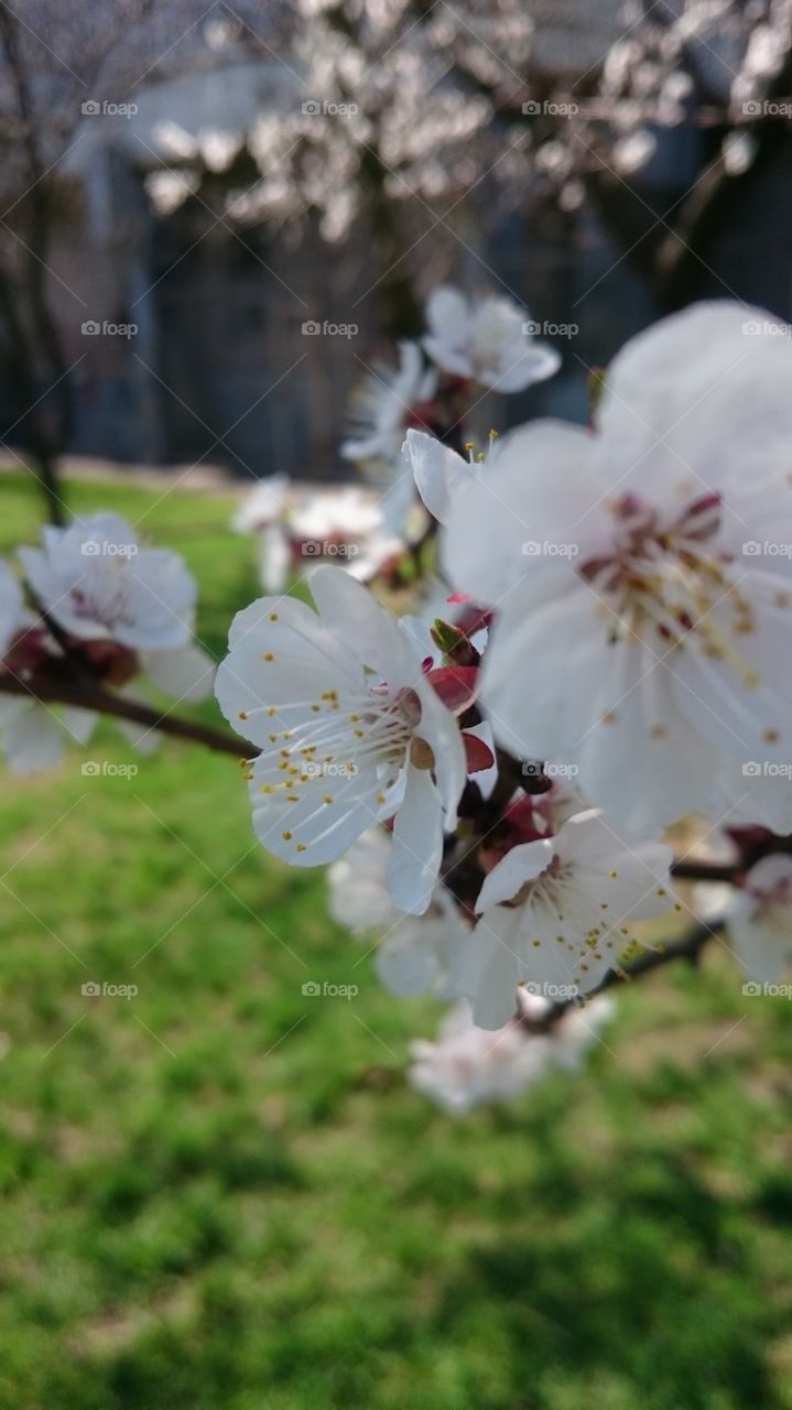 Apricot's flowers