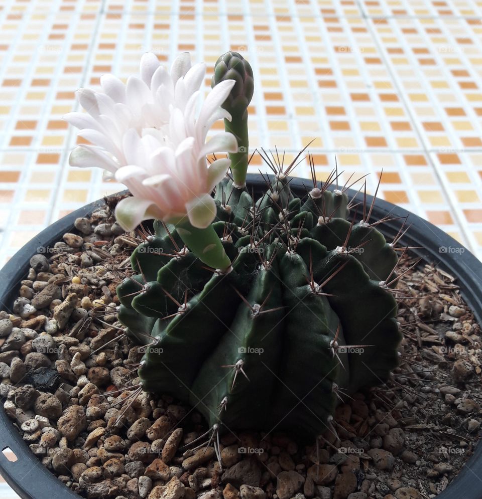 beautiful cactus