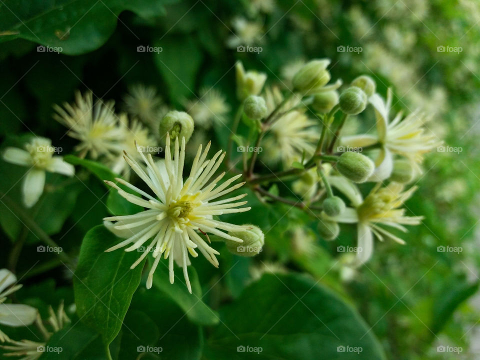 abundance of white blossoms in the city