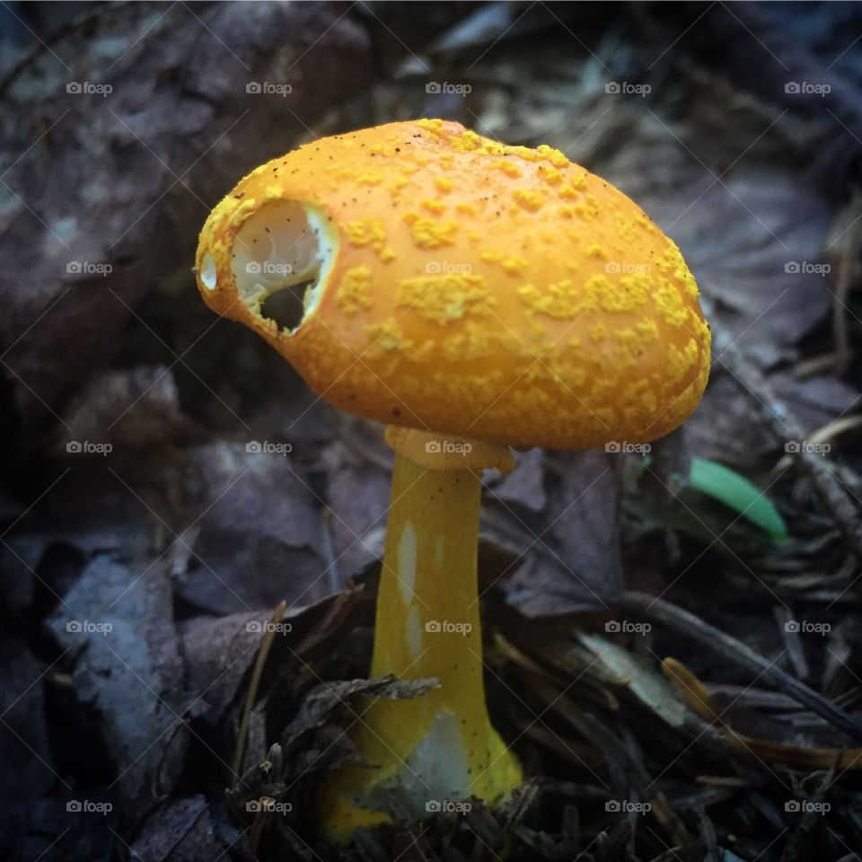 Fungus, Mushroom, Fall, Toadstool, Boletus