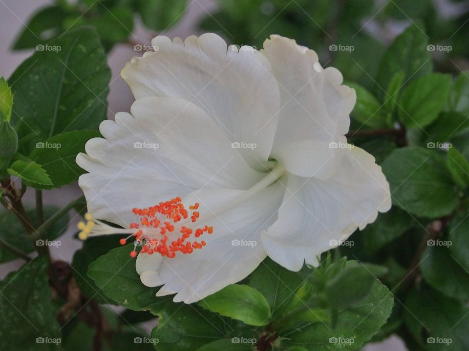 White hibiscus green leaves background