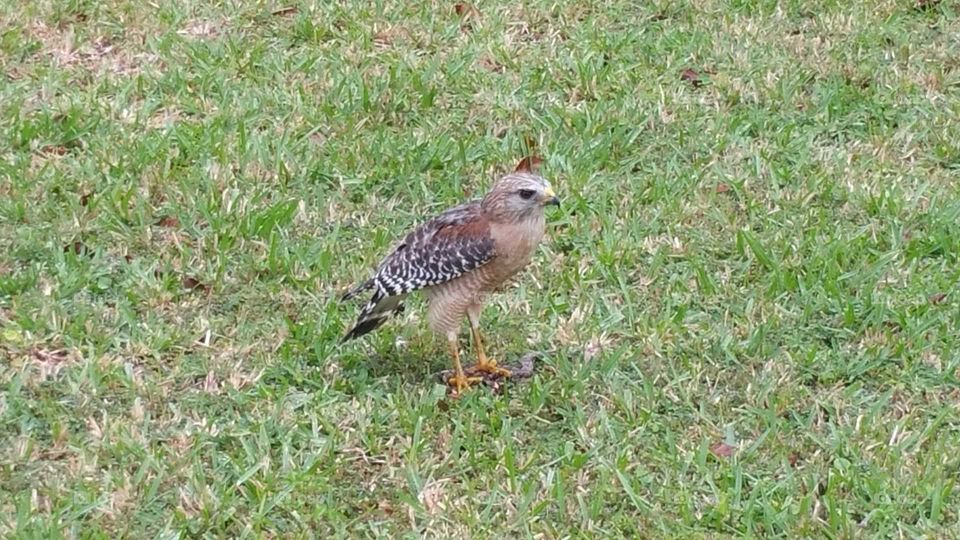 hawk in florida